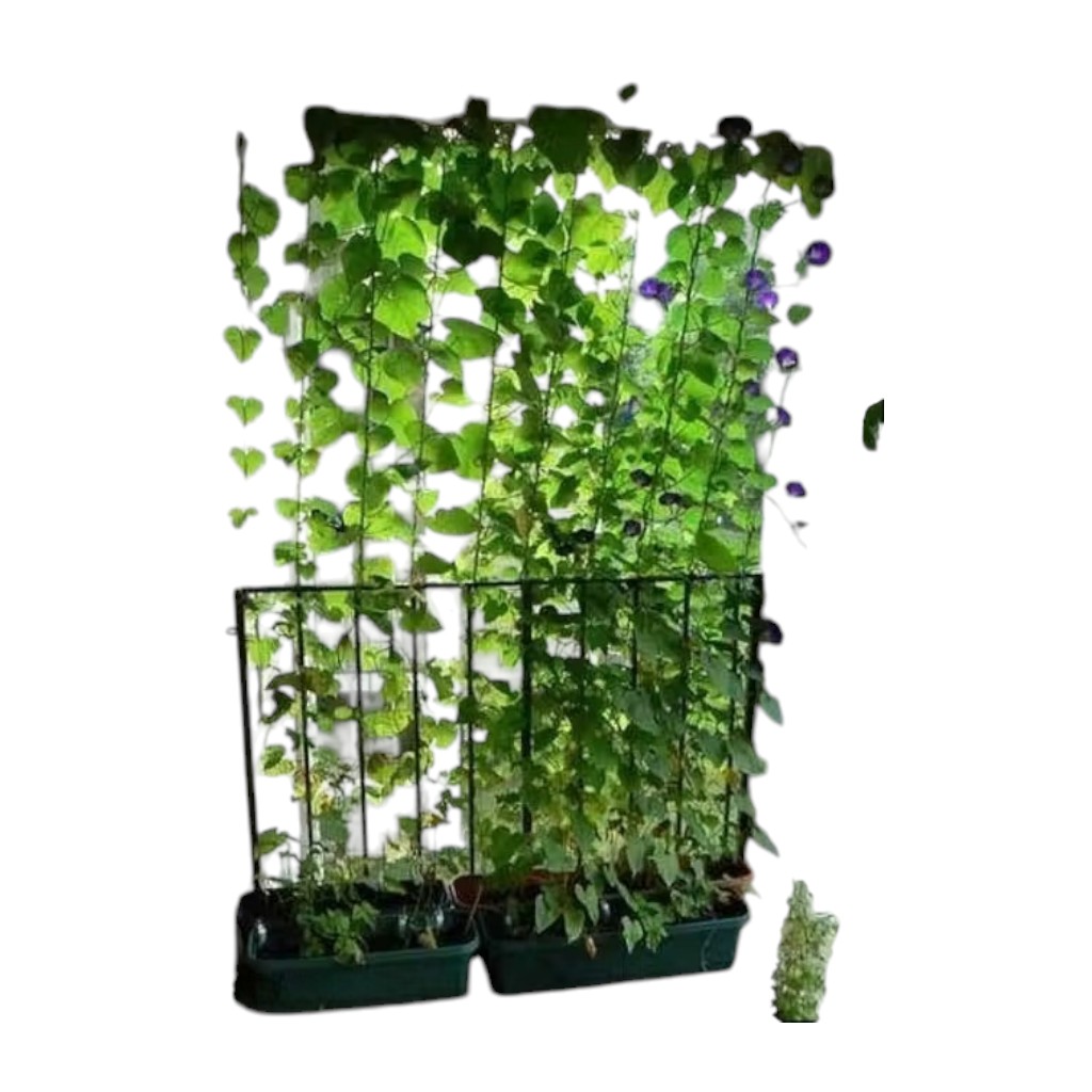 Creeper Plant Support Net – Garden Climbing Vine Trellis Net - Image 2